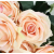 Roza 